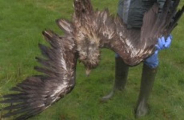 One of the first white-tailed eagles bred in Ireland found dead after ...