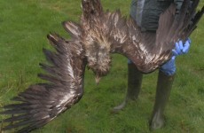 One of the first white-tailed eagles bred in Ireland found dead after being shot