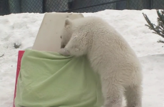 Polar bear cub reveals his new name in utterly adorable fashion