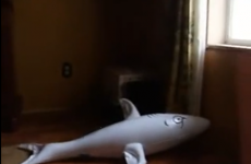 Dachshund refuses to surrender in epic battle with inflatable shark