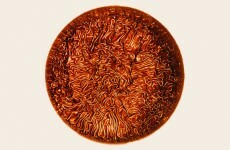 Does this photo of dried ink make you uncomfortable?