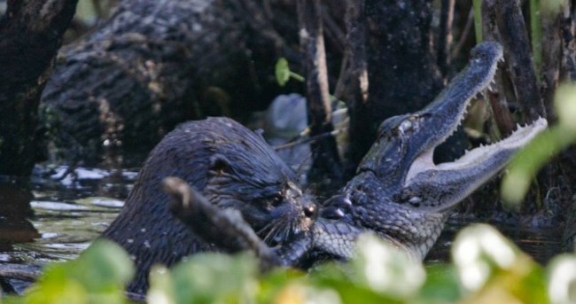Think otters are cute? Here's one eating an alligator for lunch
