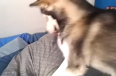 How to wake your boyfriend up with a laser pointer and a dog
