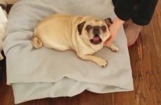 Who wouldn't love to be welcomed home by this singing deaf dog?