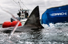 This great white shark is heading for Ireland