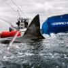 This great white shark is heading for Ireland