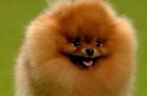 Pomeranian crufts sale