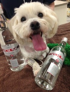 Poisoned puppy cured by getting drunk on a bottle of vodka