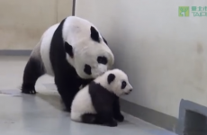 Baby panda refuses to go to bed, cute explosion ensues