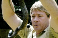 Irwin stabbed 'hundreds of times' by stingray