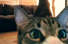 Annoyed cat Milo interrupts home yoga training video