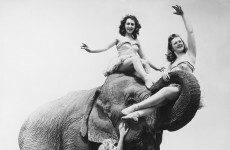 Dublin council bans animal-act circuses on public land