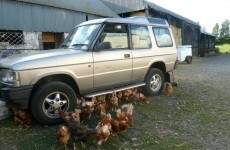 "They don't know what daylight is": Rescuing hens to give them a new life