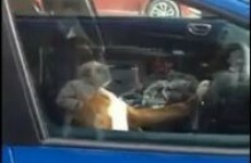 Dog finds extremely effective way of letting owner know it's bored