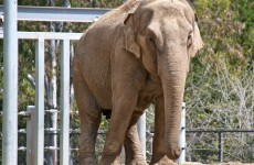 Elephant destroys house before returning to save baby trapped under debris