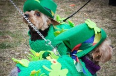 The Irish show Berlin how to celebrate St Paddy's Day