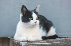 Woman jailed for microwaving her kitten after it attacked goldfish