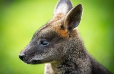 Missing wallaby and baby joey found dead in Down