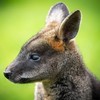 Missing wallaby and baby joey found dead in Down