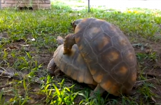 Tortoises mating. Just watch it.