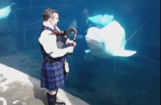 Man plays bagpipes for whale with magical results