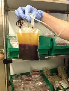 Tracing The Blood Line: Here’s what happens to your blood after you donate
