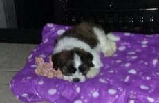 Appeal after Missy the puppy is stolen during burglary