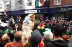 Cute dog is enthralled by the Dublin St Patrick's Day parade