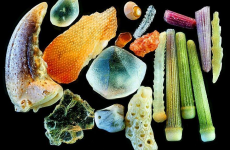 13 microscopic images that will change the way you look at the world