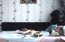 Sneaky dog defies orders, rolls around on owner's bed