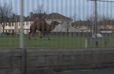 Is there a camel on the loose in Tallaght?
