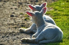 Don't be a baaad* dog owner during lambing season