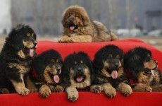 A puppy has been sold in China for €1.4 million