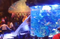 Giant fish tank bursts at Disney restaurant while people eat dinner