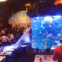 Giant fish tank bursts at Disney restaurant while people eat dinner