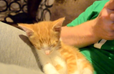 Seriously sleepy kitten fights to stay awake
