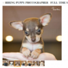 Need a new job? This pet shop wants a full-time puppy photographer