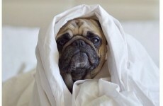 All of these animals are more popular than you on Instagram