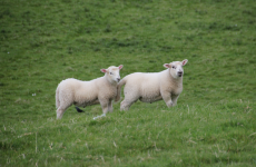Average value of Irish farm land drops €500 an acre