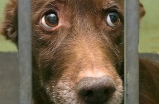 Ceasing online animal sales would make it harder to find 'unscrupulous dealers'