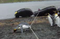 These penguins hilariously tripping over a rope are your life