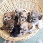 Poll: Should the on-line sale of animals be allowed?