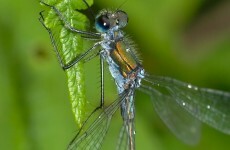 Bugging out: hundreds join hunt for Ireland's natural riches