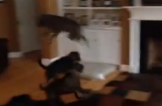 This jumping dog would beat you at the lava game EVERY time