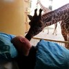 Terminally ill zookeeper pays last visit to his animals