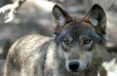Paris has a wolf problem