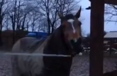 Irish horse makes bid for freedom by dismantling fence