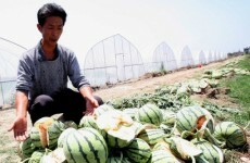 Farmers confused by exploding watermelons in China