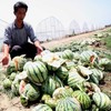 Farmers confused by exploding watermelons in China