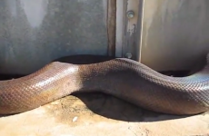 Here's the most terrifying 18-second video you'll ever see